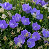 Tussock Bellflower- Blue