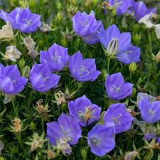 Tussock Bellflower- Blue