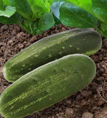 Citadel – Cucumber Seed