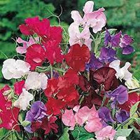 Sweetpea- Mammoth Choice Mix