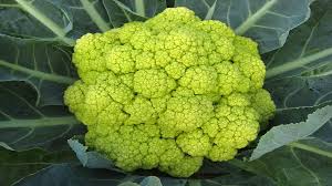 Cauliflower Green Verde Vegetable Seeds