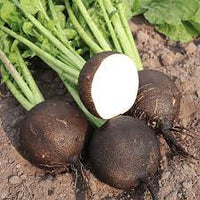 Radish- Black Spanish Round