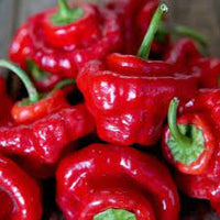 Chilli- Cap Mushroom Red