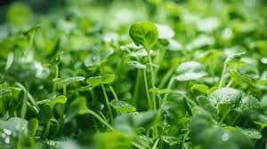 Watercress – Organic Microgreen Seed