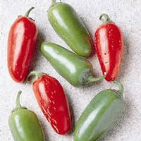 Early Jalapeno – Organic Jalapeno Seed