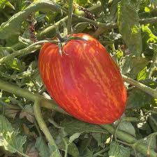 Speckled Roman – Organic Tomato Seed