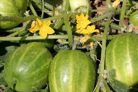 Cucumber- Richmond Green Apple