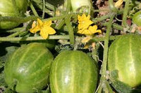 Cucumber- Richmond Green Apple