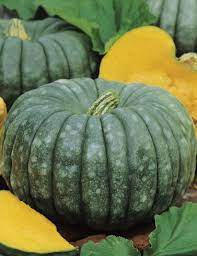 Pumpkin- Queensland Blue