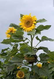 Sunflower- Matilda F1