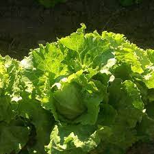 Ezpark – Organic Pelleted Lettuce Seed