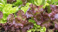 Lettuce- Loose Leaf Mix
