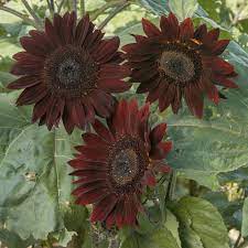 Red Wave Hybrid Sunflower Seeds
