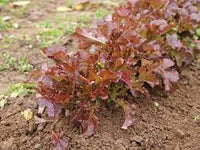 Lettuce- Salad Bowl Red