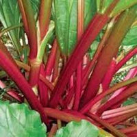 Rhubarb- Glaskins Perpetual