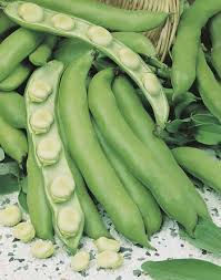 Broad Bean- Coles Dwarf