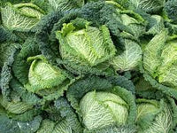 Cabbage Savoy Heirloom Vegetable Seeds