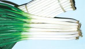 Feast – Onion Seed