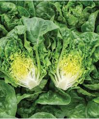 Sunland – Romaine Lettuce Seeds