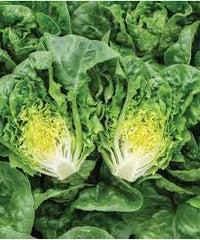 Sunland – Romaine Lettuce Seeds