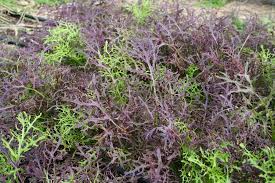 Chinese Mustard- Ruby Streaks