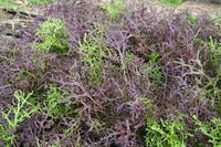 Chinese Mustard- Ruby Streaks