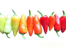 Chilli- Santa Fe Grande