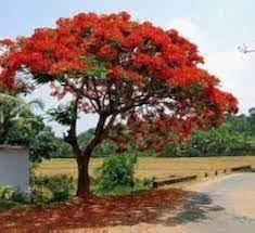 Red Jacaranda flower seeds – heirloom, non-GMO seeds for planting
