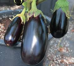 Nadia – Eggplant Seed