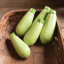 Magda – Zucchini Squash Seed