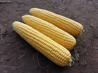 SS3778R – Corn Seed