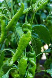 Numex Joe E Parker – Organic Anaheim Pepper Seed