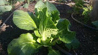 Minuet – Chinese Cabbage Seed