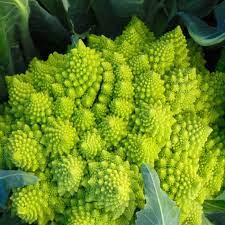 Broccoli Romanesco Vegetable Seeds