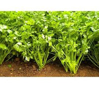 Coriander Panipat Vegetable Seeds