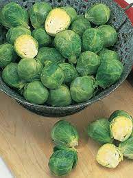 Silvia – Brussels Sprout Seed