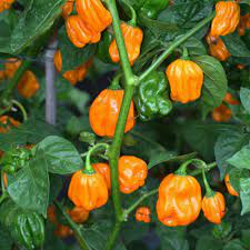Numex Suave Orange – Habanero Pepper Seed