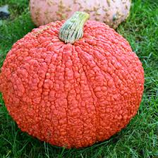 Pumpkin- Red Warty Thing 25g