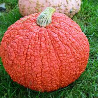 Pumpkin- Red Warty Thing 25g
