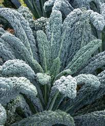 Mamba – Organic Kale Seed