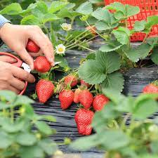 Galletta – Strawberry Seed Plants