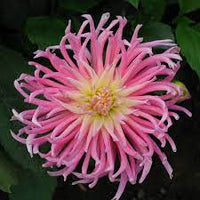Star's Favourite Cactus Dahlia flower seeds for planting – Heirloom and Non-GMO garden seeds