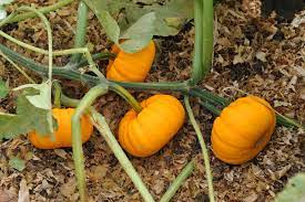 Pumpkin- Jack Be Little