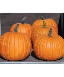 Rival PMR – Pumpkin Seed