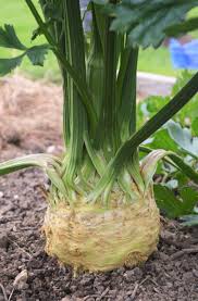 Monarch Celeriac Seeds