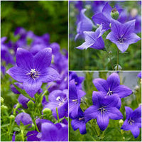 Balloon Flower- Tall Blue