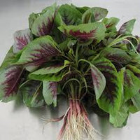 Hot red willow amaranth seeds vegetable Seeds