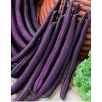 Climbing Beans Violette Vegetable Seeds