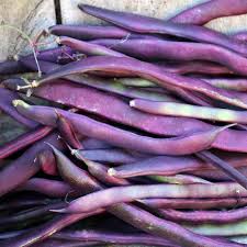 Climbing Bean- Purple King