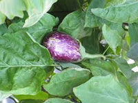 Calliope – Eggplant Seed